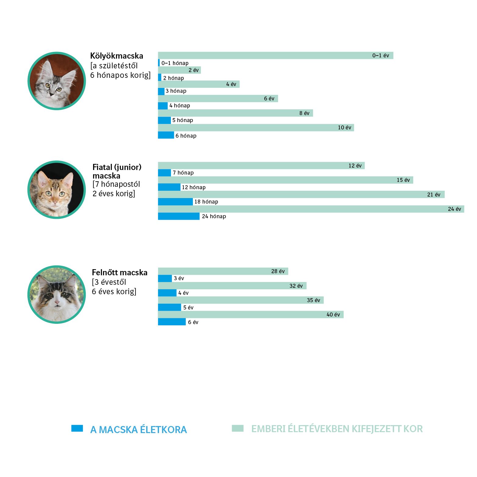 Egy kedvencállatként macska átlagos élettartama 13-14 év körül van.